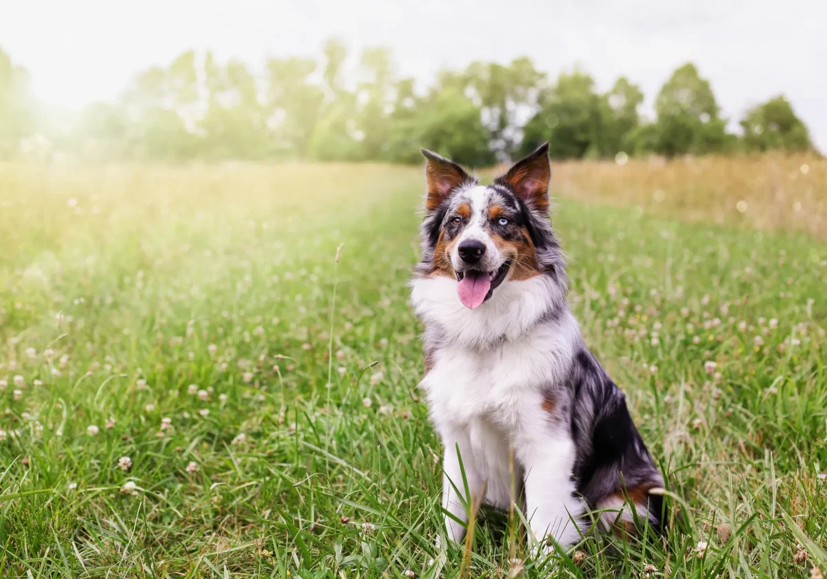 Ein Australian Shepherd mit blauem Auge sitzt mit heraushängender Zunge auf einer grünen Sommerwiese vor einem Hintergrund aus Bäumen.