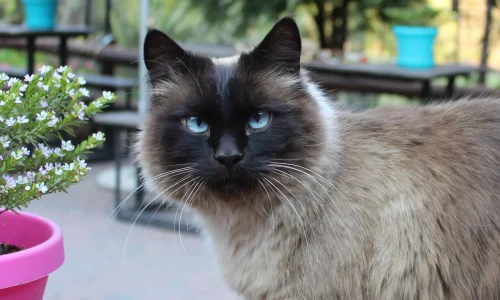 Balinese-Katze
