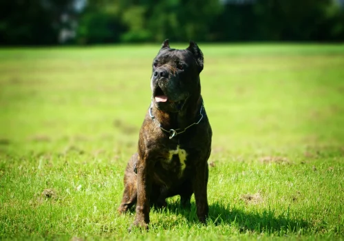 Ein kräftiger Bandog mit dunklem Fell und Brustzeichnung sitzt aufmerksam auf einer grünen Wiese und schaut in die Ferne.