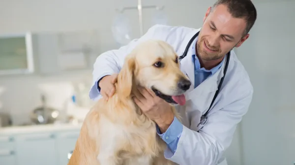 Tierarzt untersucht freundlich einen Golden Retriever auf dem Behandlungstisch in einer hellen Praxis