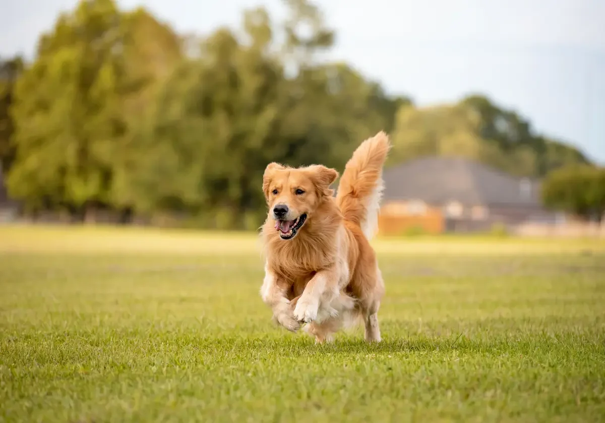 Barmenia-Hundeversicherung Ein fröhlicher Golden Retriever rennt über eine Wiese, im Hintergrund Bäume und ein Wohnhaus