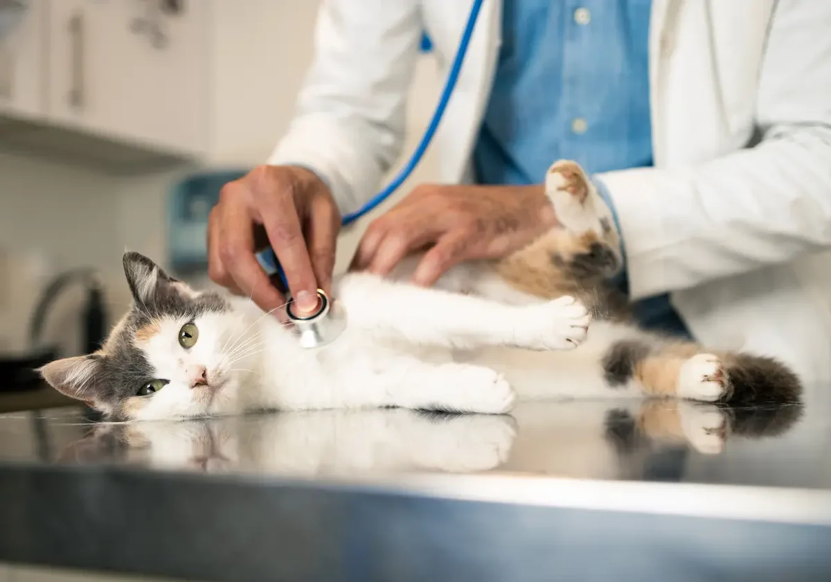 Tierarzt untersucht eine dreifarbige Katze mit dem Stethoskop auf dem Behandlungstisch – Symbolbild für Barmenia Katzen-OP-Versicherung
