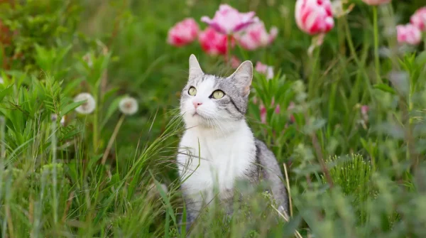 Weiß-grau getigerte Katze sitzt aufmerksam inmitten einer Blumenwiese mit rosa Tulpen – Symbolbild für Barmenia Katzenversicherung
