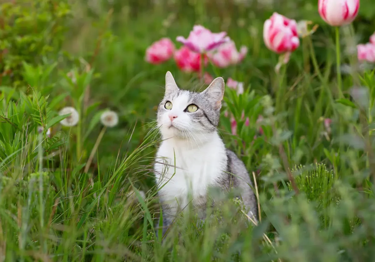 Weiß-grau getigerte Katze sitzt aufmerksam inmitten einer Blumenwiese mit rosa Tulpen – Symbolbild für Barmenia Katzenversicherung