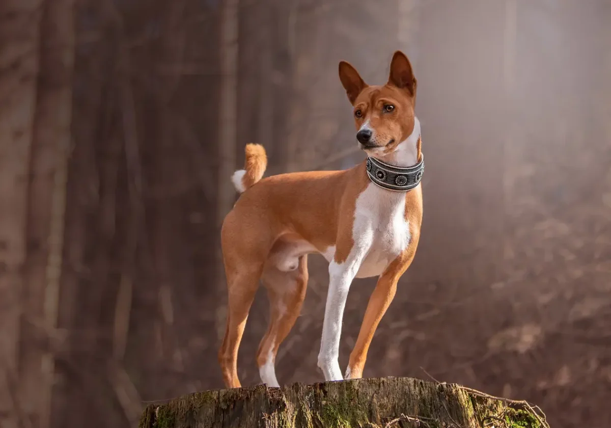 Ein aufmerksamer Basenji steht auf einem moosbedeckten Baumstumpf im Wald und blickt stolz in die Ferne.