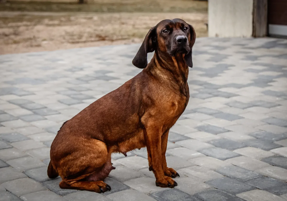 Ein Bayerischer Gebirgsschweißhund mit rotbraunem Fell sitzt aufmerksam auf einem gepflasterten Untergrund.