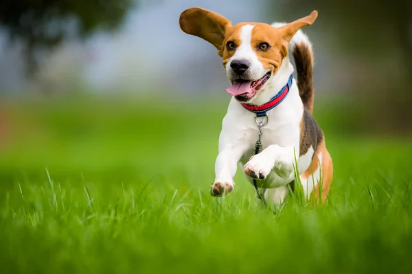 Beagle mit braun-weißem Fell rennt freudig durch eine grüne Wiese – mit wehendem Ohr und offenem Maul.
