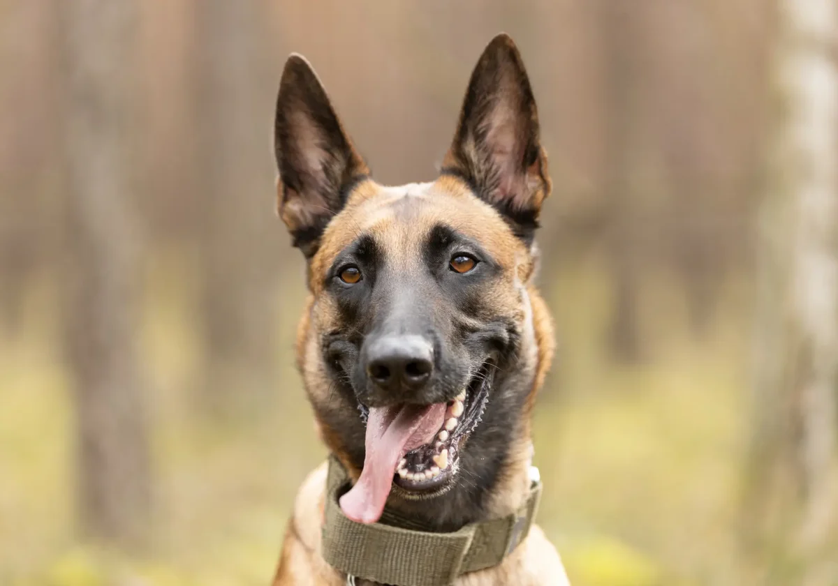 Porträt eines Belgischen Schäferhundes mit gespitzten Ohren und offenem Maul im Wald – aufmerksam und freundlich zugleich.