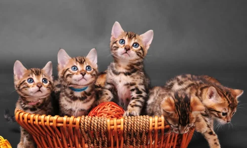 Bengal Fünf verspielte Bengal-Kitten mit getupftem Fell sitzen und klettern in einem Korb vor dunklem Hintergrund – lebhaft und neugierig.