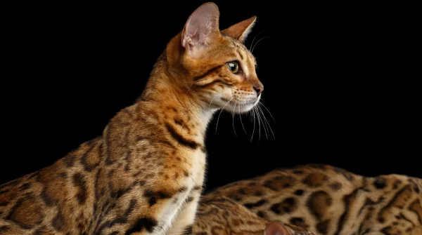 Bengalkatze