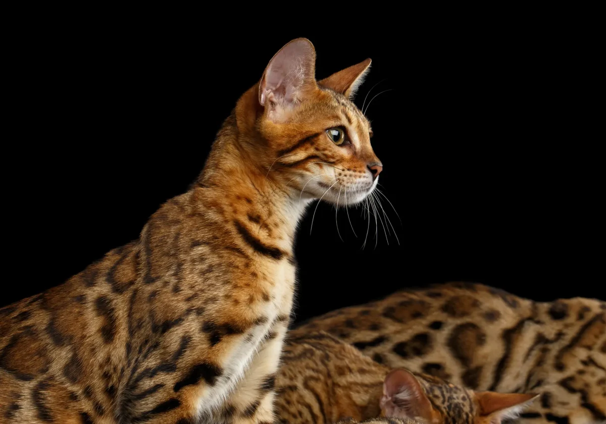 Porträt einer aufmerksamen Bengalkatze mit goldbraunem Fell und kontrastreichem Rosettenmuster vor schwarzem Hintergrund.