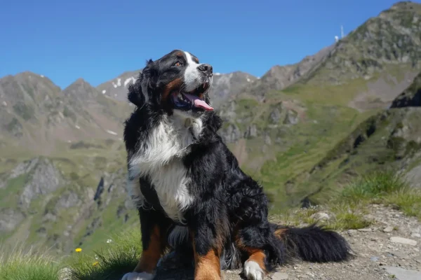 Ein Berner Sennenhund sitzt vor einer Bergkulisse in der Sonne und blickt mit heraushängender Zunge stolz in die Ferne.