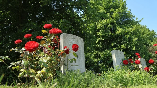 Grabsteine auf einem sonnigen Friedhof, umgeben von blühenden roten Rosen – symbolische Darstellung verschiedener Bestattungsarten