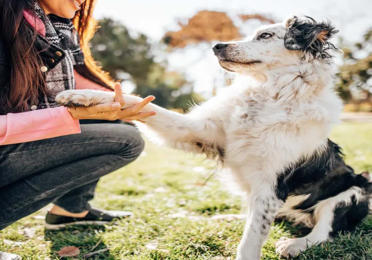 Betriebshaftpflicht-Hundetrainer Hund gibt einer Frau im Park die Pfote beim Training