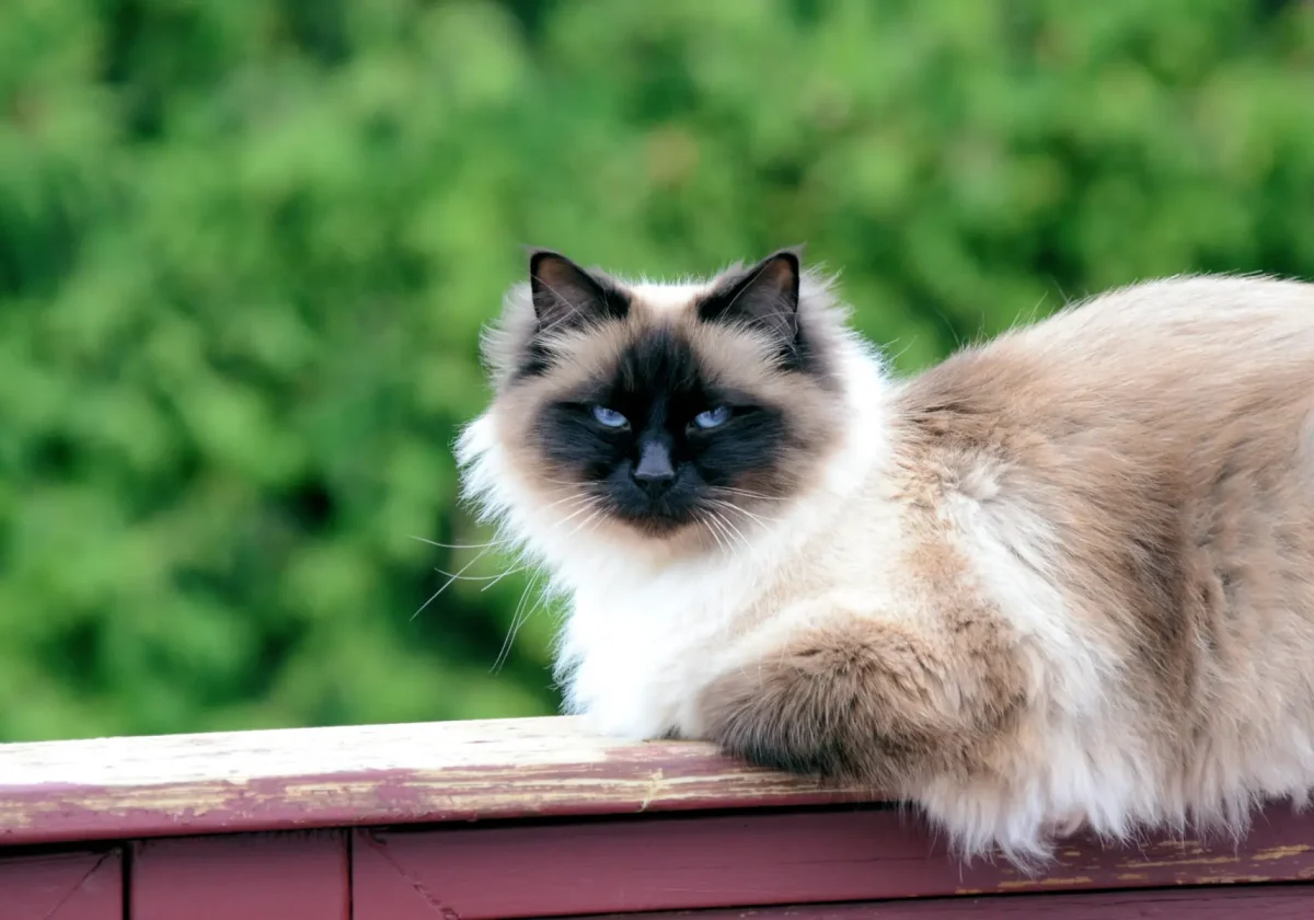 Eine Birmakatze mit cremefarbenem Fell und dunkler Maske liegt entspannt auf einem Holzgeländer vor grünem, unscharfem Hintergrund.