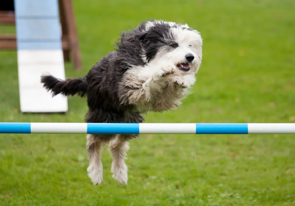 Bobtail überspringt beim Agility-Training eine Hürde auf einer Wiese – sportlicher Einsatz trotz zotteligem Fell.