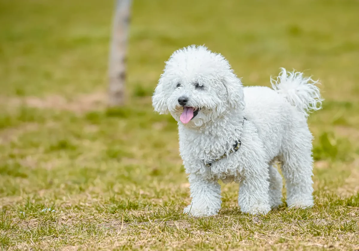 Weißer Bologneser mit lockigem Fell steht auf einer Wiese und blickt freundlich nach vorn, Zunge leicht herausgestreckt