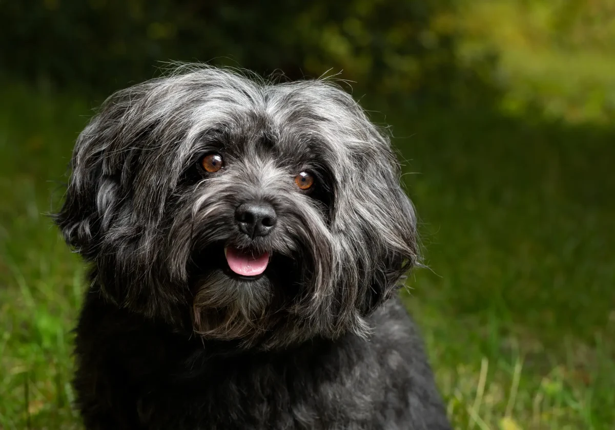 Bolonka Zwetna mit schwarzem, leicht gewelltem Fell sitzt im Gras und blickt mit offenem Maul freundlich in die Kamera