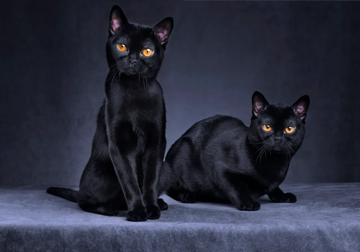 Zwei Bombay-Katzen mit glänzend schwarzem Fell und auffällig goldenen Augen posieren vor dunklem Hintergrund.