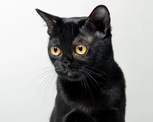 Bombaykatze