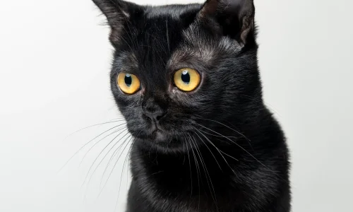 Bombaykatze Bombaykatze mit glänzend schwarzem Fell und auffällig goldenen Augen vor hellem Hintergrund im Porträt.