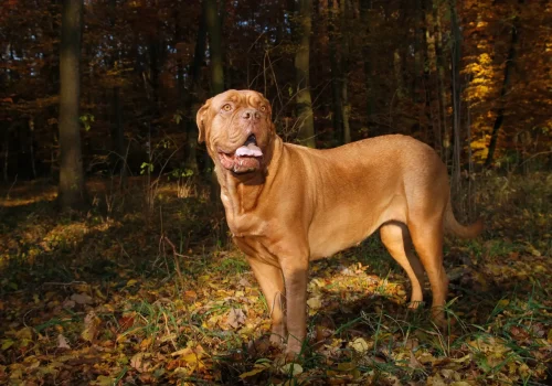 Eine Bordeauxdogge mit kräftigem Körperbau steht aufmerksam im herbstlichen Wald auf Laub und blickt nach oben.