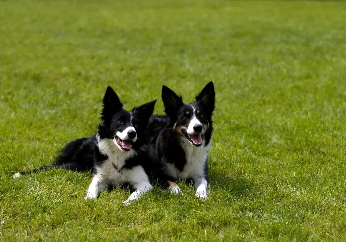 Zwei Border Collies mit schwarz-weißem Fell liegen nebeneinander auf einer Wiese und blicken aufmerksam in die Kamera
