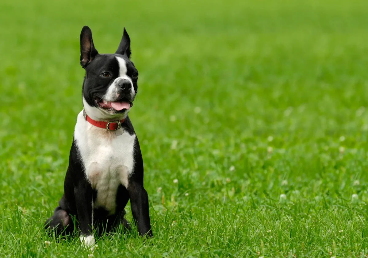 Boston Terrier mit schwarz-weißem Fell und rotem Halsband sitzt auf grüner Wiese und blickt aufmerksam nach links