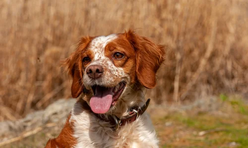 Bretonischer-Spaniel