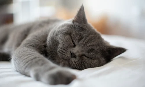 Graue Britisch Kurzhaar-Katze schläft tiefenentspannt auf einem weißen Bettlaken – typisches Bild für die ruhige Rasse.