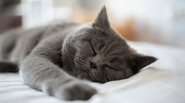 Graue Britisch Kurzhaar-Katze schläft tiefenentspannt auf einem weißen Bettlaken – typisches Bild für die ruhige Rasse.
