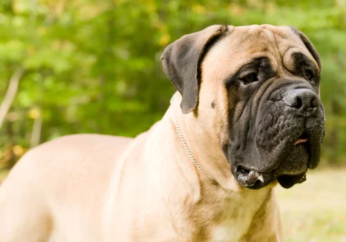 Ein kräftiger Bullmastiff mit hellem Fell und schwarzer Maske steht vor grünem Hintergrund und blickt ruhig nach vorne.