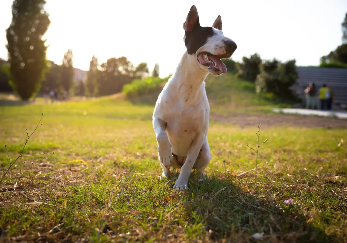 Ein Bullterrier mit weißem Fell und schwarzer Gesichtszeichnung sitzt auf einer Wiese im Gegenlicht und blickt aufmerksam zur Seite.