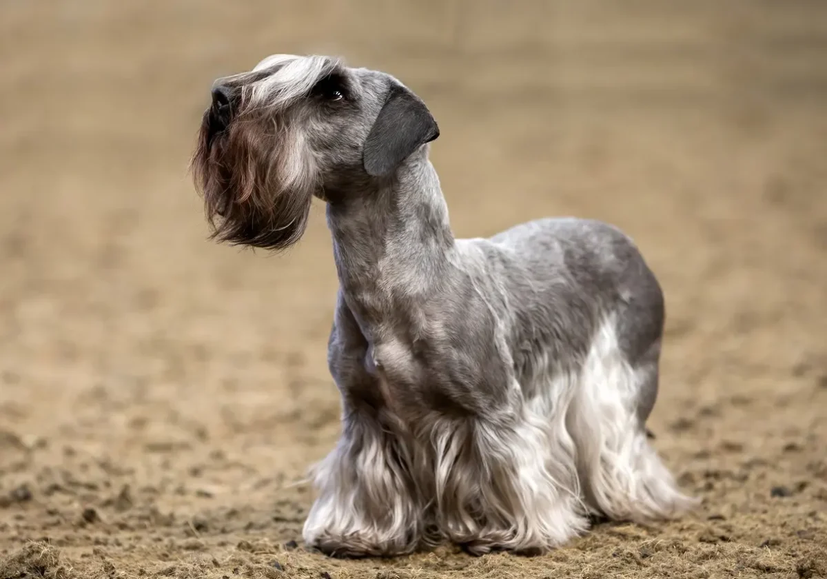 Cesky Terrier mit langem, silbergrauem Fell und charakteristischem Bart sitzt auf Sandboden und blickt aufmerksam zur Seite
