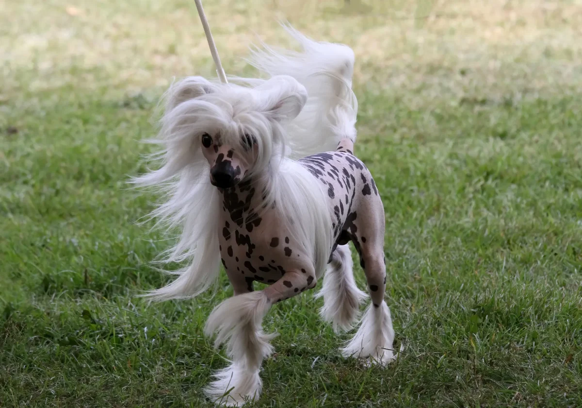 Chinesischer Schopfhund Hairless Variante stehend auf Wiese