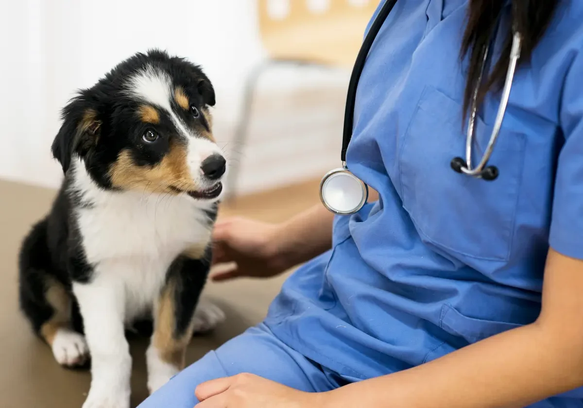 Tierärztin in blauer Kleidung sitzt neben einem aufmerksam blickenden Welpen auf dem Behandlungstisch