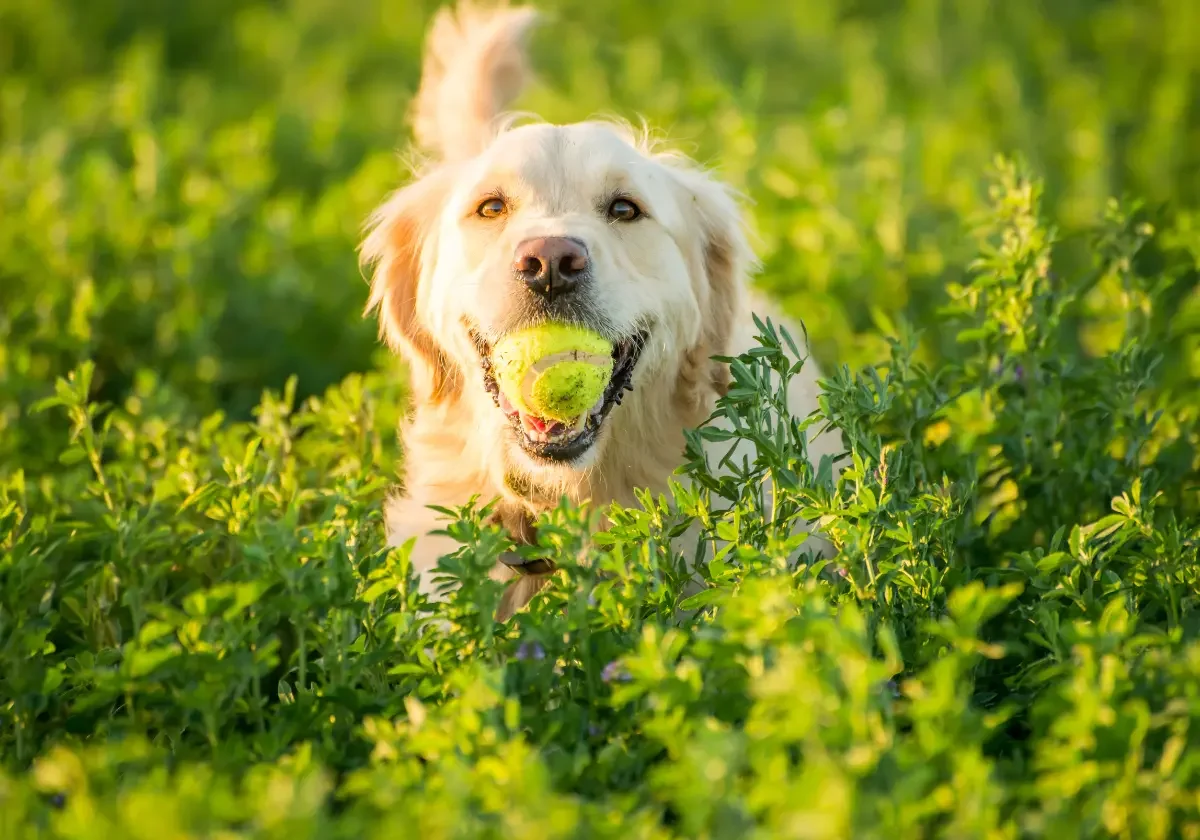 Ein Golden Retriever läuft durch hohes Gras und trägt einen gelben Tennisball im Maul