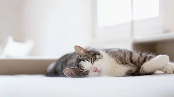 Schlafende grau-weiße Katze liegt entspannt auf einem Bett vor einem hellen Fenster – Symbolbild für Cleos Katzenversicherung
