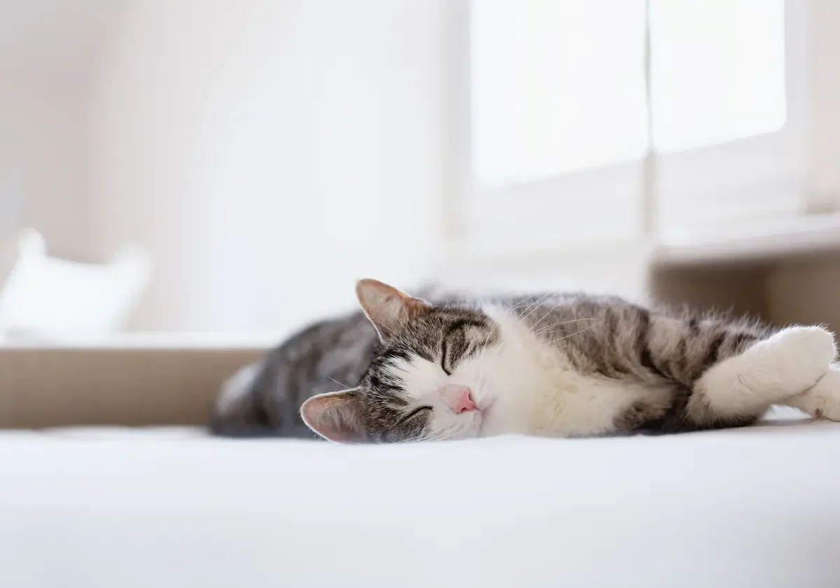 Schlafende grau-weiße Katze liegt entspannt auf einem Bett vor einem hellen Fenster – Symbolbild für Cleos Katzenversicherung