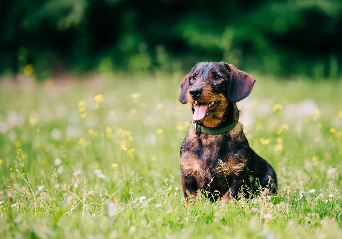 DFV-Hundeversicherung Ein rauhaariger Dackel sitzt mit heraushängender Zunge auf einer blühenden Sommerwiese