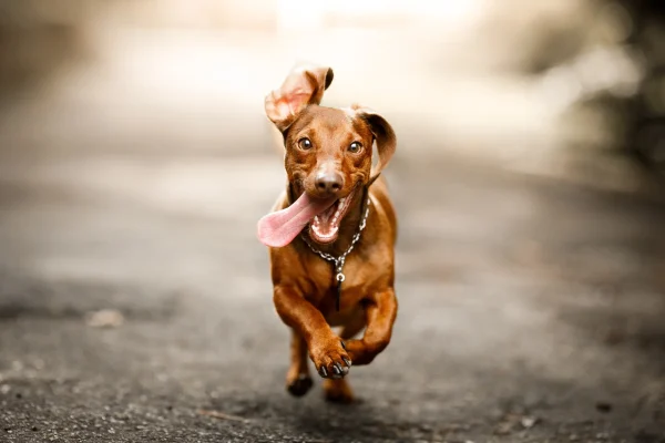 Brauner Dackel rennt mit heraushängender Zunge auf einem Weg – fröhlicher Moment beim Spaziergang mit Hund