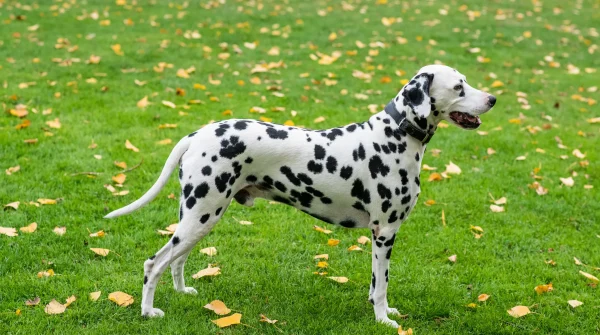 Erwachsener Dalmatiner mit schwarzer Fleckung steht auf herbstlicher Wiese
