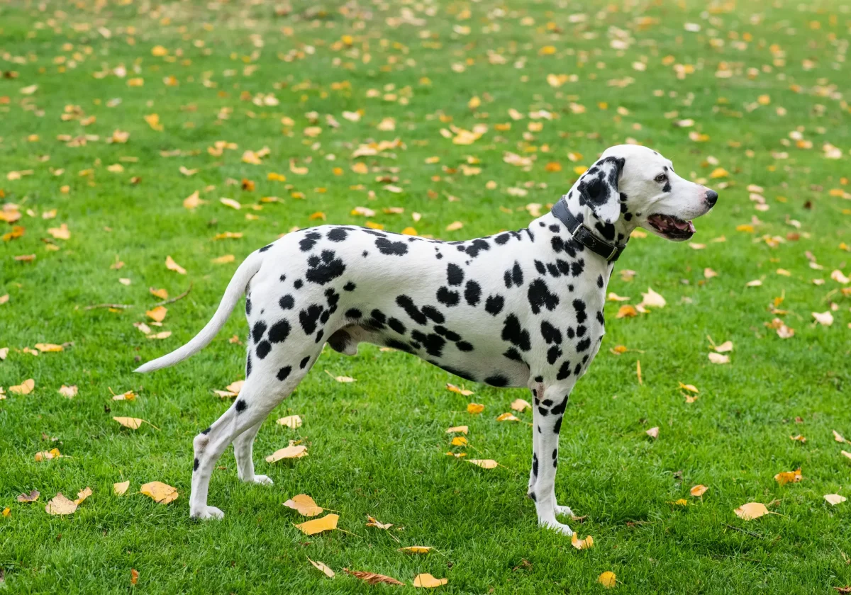 Erwachsener Dalmatiner mit schwarzer Fleckung steht auf herbstlicher Wiese