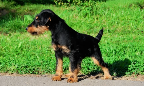 Deutscher Jagdterrier Deutscher Jagdterrier mit rauem Fell steht aufmerksam am Wegesrand