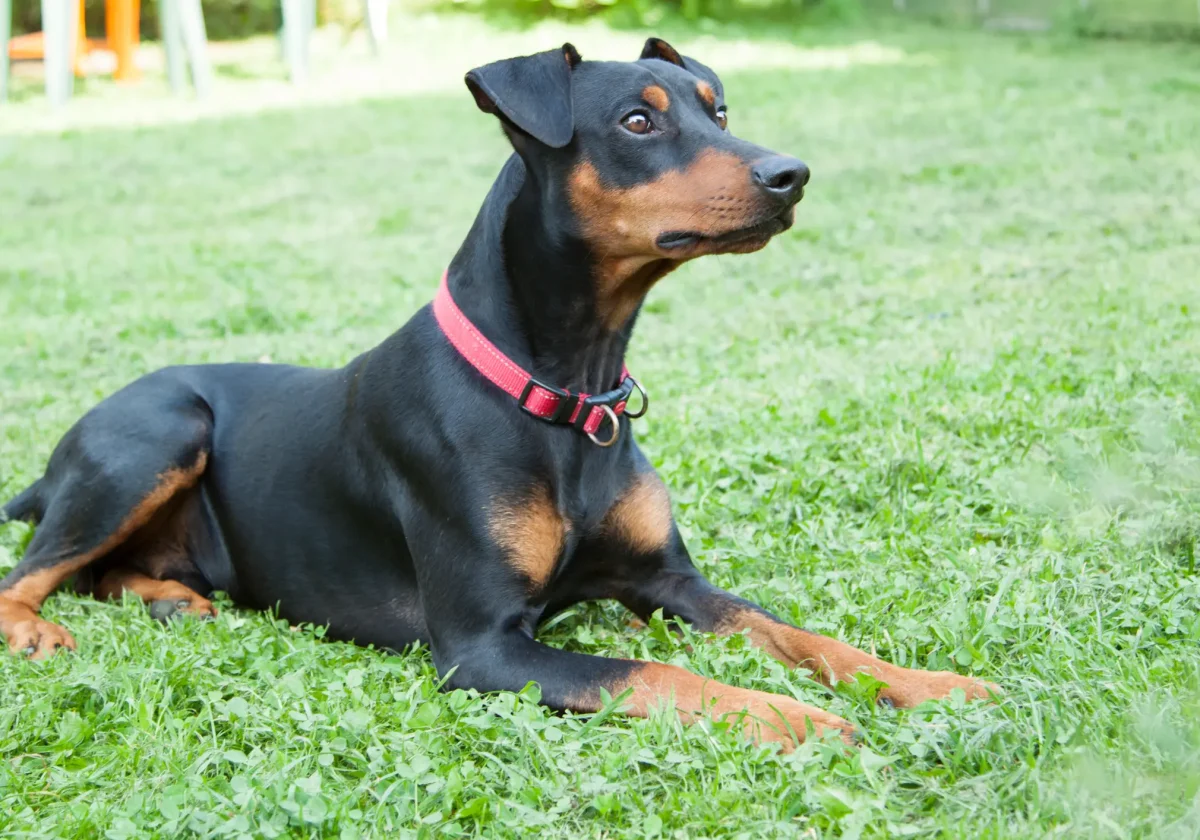 Deutscher-Pinscher Deutscher Pinscher mit rotem Halsband liegt aufmerksam auf einer grünen Wiese
