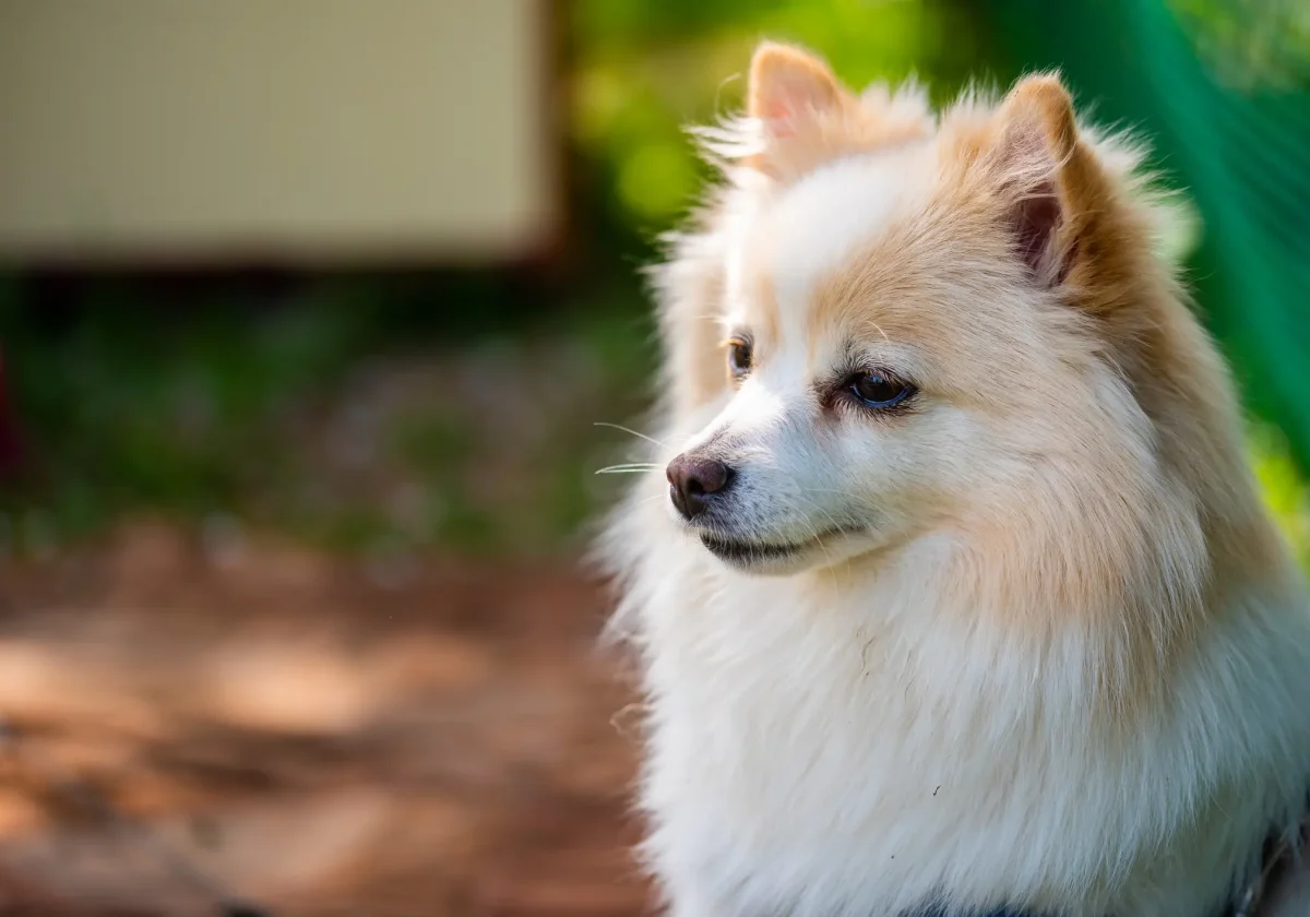 Deutscher Spitz mit hellem Fell im Porträt vor unscharfem Hintergrund