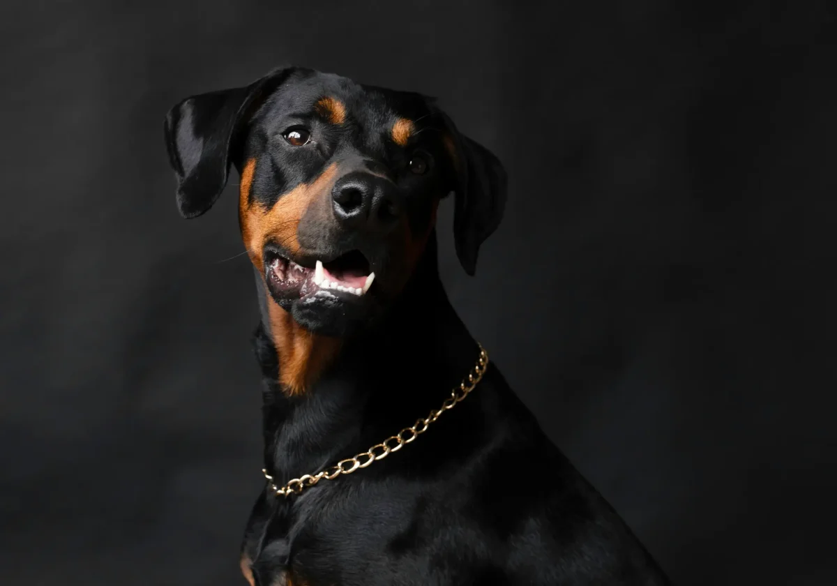 Dobermann mit glänzendem, schwarzem Fell und braunen Abzeichen vor dunklem Hintergrund