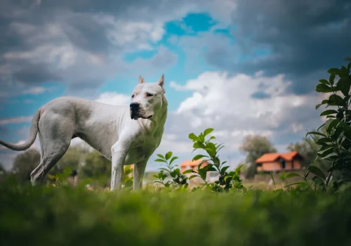 Ein muskulöser Dogo Argentino mit weißem Fell steht aufmerksam auf einer Wiese vor dramatischem Himmel, im Hintergrund ein Haus.