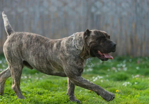 Ein Dogo Canario mit gestromtem Fell läuft über eine grüne Wiese, die Zunge hängt locker heraus, im Hintergrund ein Holzzaun.