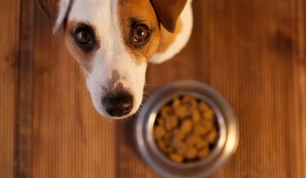 Hund mit treuem Blick sitzt vor einem vollen Napf mit Trockenfutter auf einem Holzfußboden